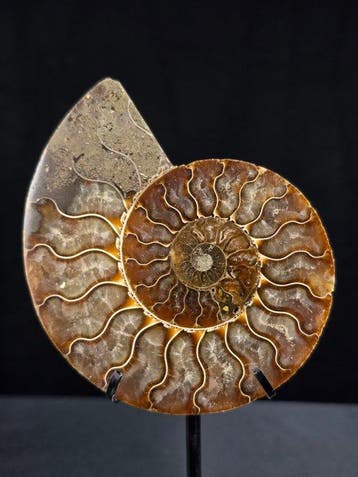 Ammoniet - Gefossiliseerd dier - Aioloceras (Cleoniceras)