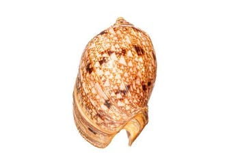 Prachtige voluut Taxidermie wandmontage - Cymbiola magnifica