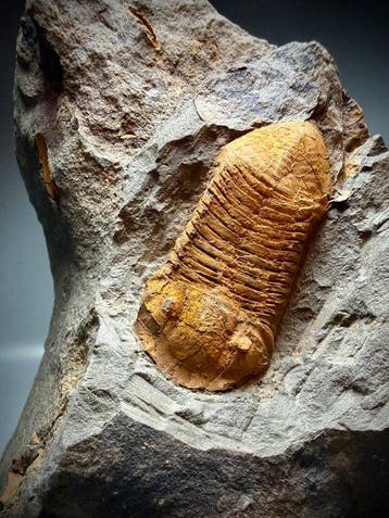 Rare trilobite Wenndorfia doré - Carapace fossilisée - 100%