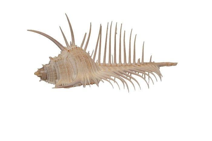 schelpen/slakken Skelet - Venuskamm oder Murex Pecten, Verzamelen, Dierenverzamelingen