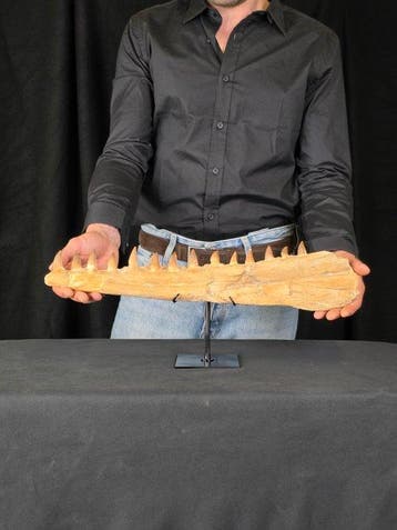 Mosasaurus - Fossiele tand - Mosasaur jaw from Morocco
