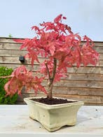 Japanese maple bonsai (Acer palmatum) - Hauteur (arbre) : 25