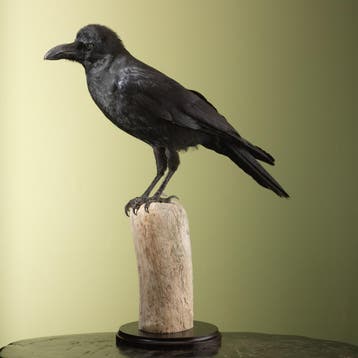 Dikbekkraai Taxidermie Opgezette Dieren By Max, Ophalen of Verzenden, Nieuw, Vogel, Opgezet dier