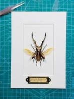 Cyclommatus metallifer finae Taxidermie wandmontage -, Nieuw