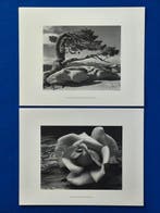 Ansel Adams (1902–1984) - Jeffrey Pine, Sentinel Dome, 1940