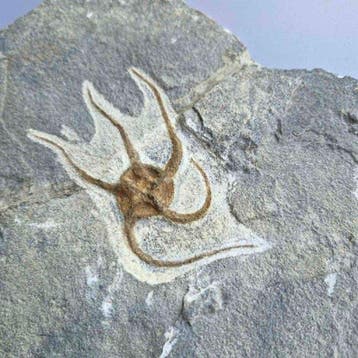 1 brittle star - Fossiele sterfteplaat - Ophiuroidea - 239