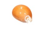 Gouden Cowrie [ VERZAMELSTUK ] Taxidermie wandmontage -
