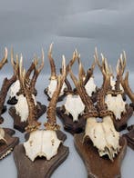 Reebok Schedel - Rehbock-Trophäe – Hans Schneider –