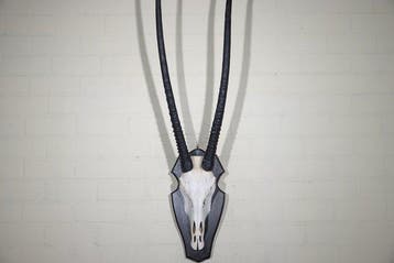 Gemsbok schedel Schedel van een zoogdier - Oryx gazella -, Nieuw