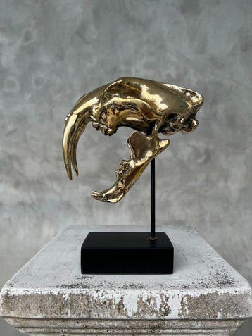 Tigre à dents de sabre Crâne - Bronze - NO RESERVE PRICE -