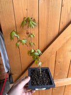 Japanese maple bonsai (Acer palmatum) - Hoogte (boom): 25 cm