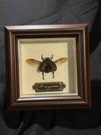 Protaetia chrysophora Taxidermie wandmontage - Protaetia