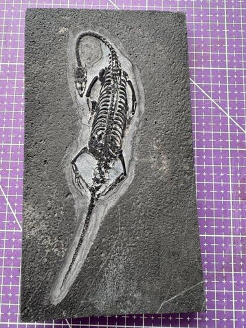 Fossiel reptiel: Keichousaurus -Trias - Gefossiliseerd dier