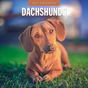 Red Robin Wall Kalender 2027 - Dachshunds, Ophalen of Verzenden