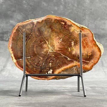 Prachtige rode schijf van versteend hout op een op maat