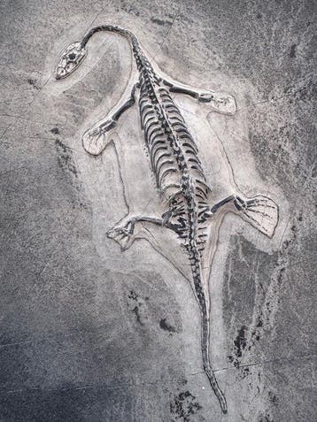 Reptile fossile: Keichousaurus -témoignage rare du Trias -