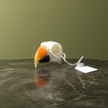 Edelpapegaai Schedel Taxidermie Opgezette Dieren By Max, Ophalen of Verzenden, Opgezet dier