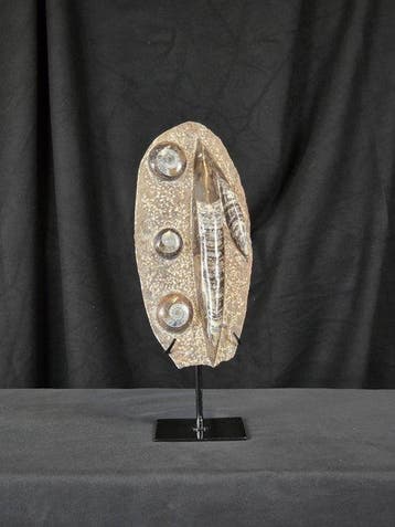 Orthoceras - Gefossiliseerd dier (Zonder minimumprijs)