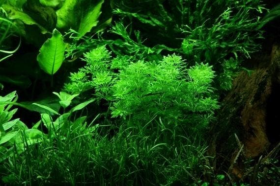 Limnophila sessiliflora in vitro, Animaux & Accessoires, Poissons | Aquariums & Accessoires, Envoi