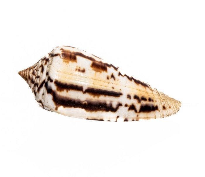 exclusief stuk  Hammer Musterung  Taxidermie volledige, Verzamelen, Dierenverzamelingen