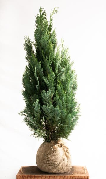 Blauwe conifeer - Columnaris Glauca - Haagplanten 60 t/m 200, Jardin & Terrasse, Plantes | Arbustes & Haies, Ophalen of Verzenden