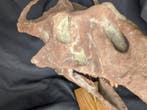 Fossiele schedel - Protoceratops - Museum-Grade Replica - 43