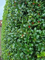 Hulsthaag - Ilex meserveae ‘Heckenfee’ - 60 t/m 200cm, Ophalen of Verzenden