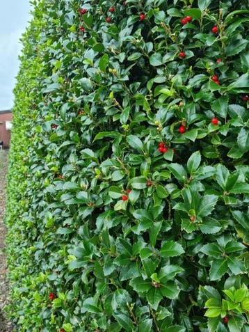 Hulsthaag - Ilex meserveae ‘Heckenfee’ - 60 t/m 200cm, Ophalen of Verzenden