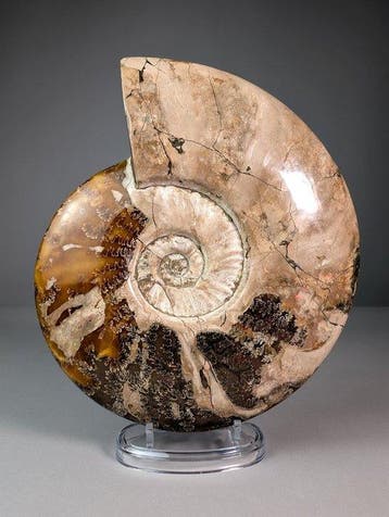 Grote Cleoniceras-ammoniet - Gefossiliseerde schelp -