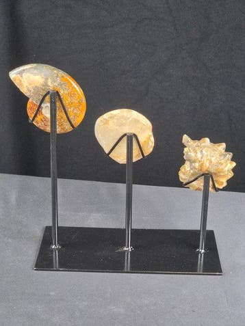 Ammoniet - Gefossiliseerd dier - Marine fossil composition –, Verzamelen