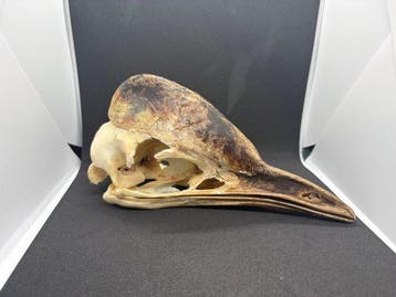 Casuaris Vogelschedel - Casuarius Casuarius - 9.5 cm - 6.5