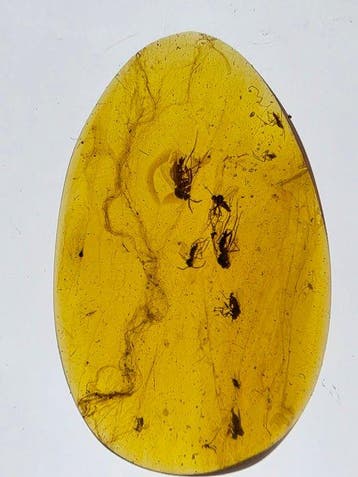 Ambre de Birmanie - Ambre - Natural Amber with Multiple