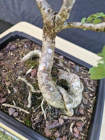 Oak bonsai (Quercus) - Hoogte (boom): 36 cm - Diepte (boom):