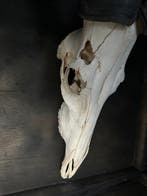 Hartenbeest Schedel van een zoogdier - Alcelaphus - 77 cm -, Verzamelen, Dierenverzamelingen, Nieuw