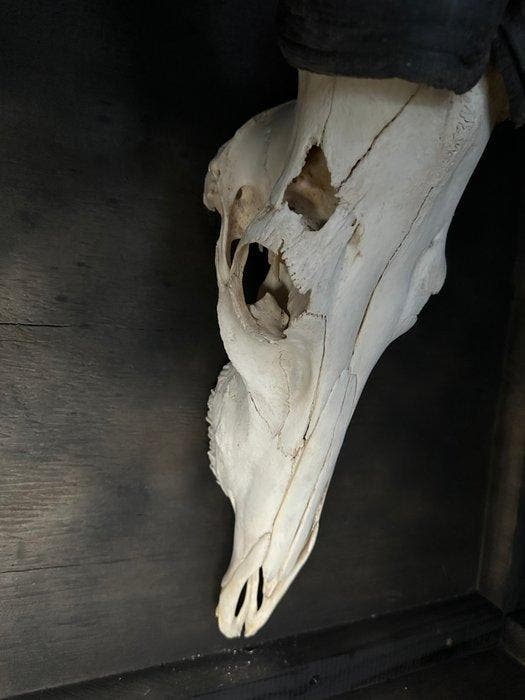 Hartenbeest Schedel van een zoogdier - Alcelaphus - 77 cm -, Verzamelen, Dierenverzamelingen