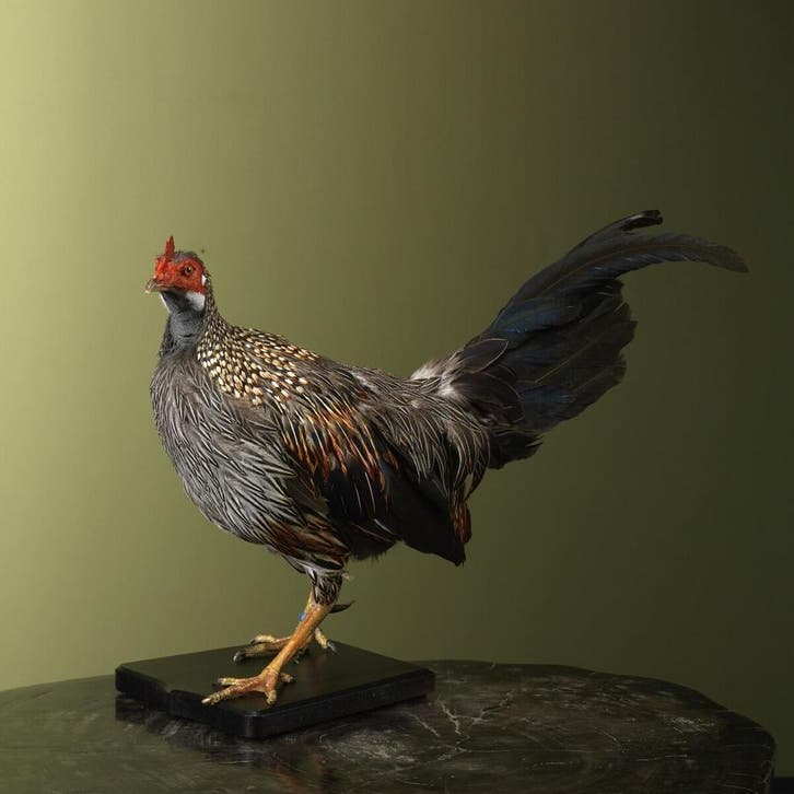 Sonnerathoen Kip Taxidermie Opgezette Dieren By Max, Collections, Collections Animaux, Enlèvement ou Envoi