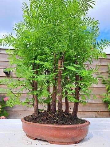 metasequoia bos in bonsaischaal - Hoogte (boom): 35 cm -