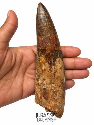 Indrukwekkende grote 15,5 cm lange Spinosaurus-dinosaurus