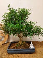 Bonsaï Poivre Chinois (Zanthoxylum) - Hauteur (arbre) : 50