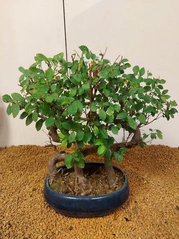 Bonsaï Orme Japonais (Zelkova) - Hauteur (arbre) : 31 cm -