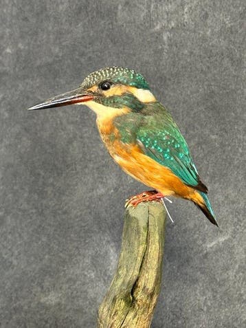 IJsvogel Taxidermie volledige montage - Alcedo atthis - with, Verzamelen, Nieuw