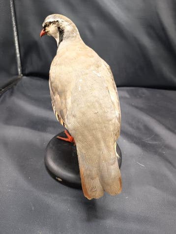 partridge de Sicile ssp. whitakeri Monture pour réplique