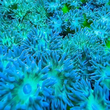 Duncanopsammia Ultra Green L (7 - 8 koppen), Dieren en Toebehoren, Vissen | Aquariumvissen