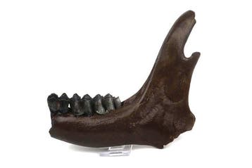 Elan irlandais - Mâchoire fossilisée - Megaloceros giganteus