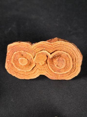 Fossielencollectie – Ammomiet, Stromatoliet & Crinoïde -