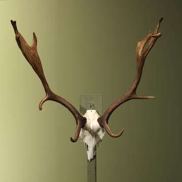 Damhert Gewei Taxidermie Opgezette Dieren By Max, Ophalen of Verzenden, Opgezet dier