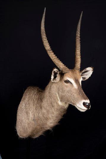 Antilope Support de corps entier pour taxidermie - Kobus, Collections