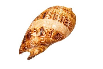 Prachtige voluut *** TOPKWALITEIT *** Taxidermie wandmontage, Nieuw