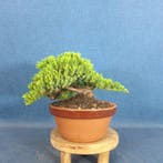 Bonsaï Genévrier (Juniperus) - Hauteur (arbre) : 11 cm -