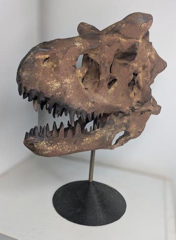 Fossiele schedel - Carnotaurus - Museum Grade Replica - 35